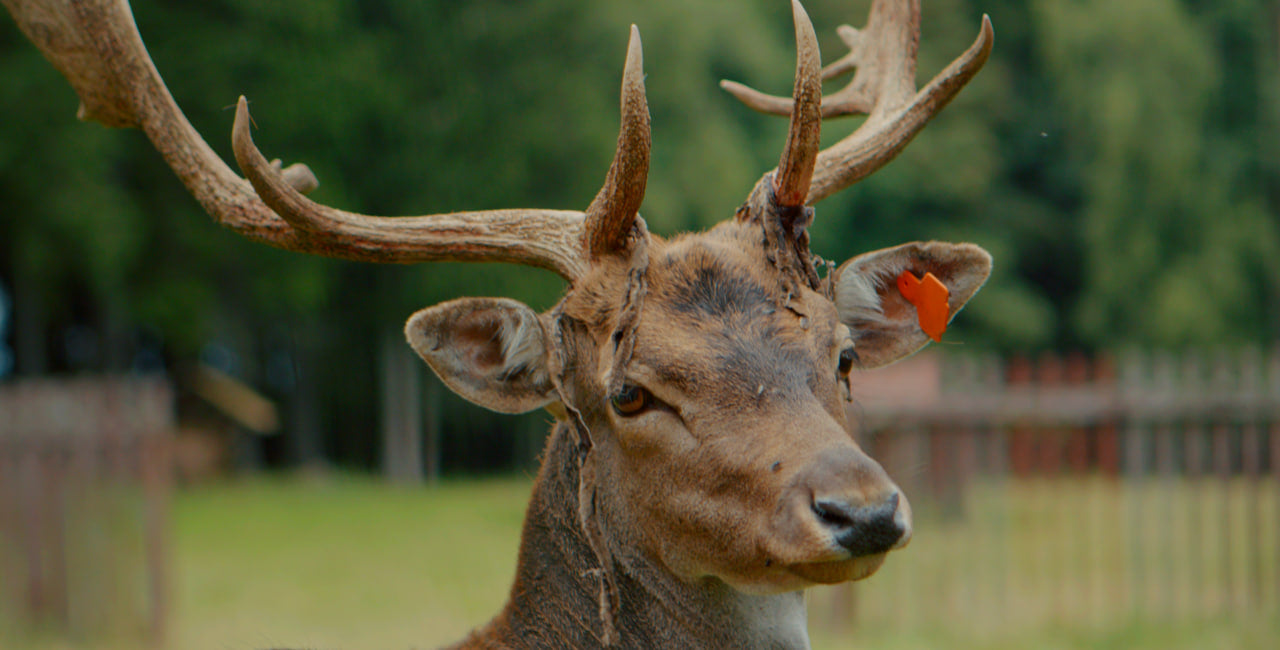 Amazing Karlovy Vary & Region, Short Film Ticket