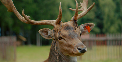 Amazing Karlovy Vary & Region, Short Film Ticket